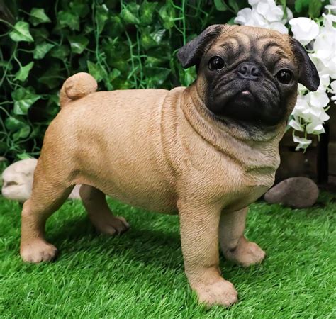 Chinese Pug Puppies