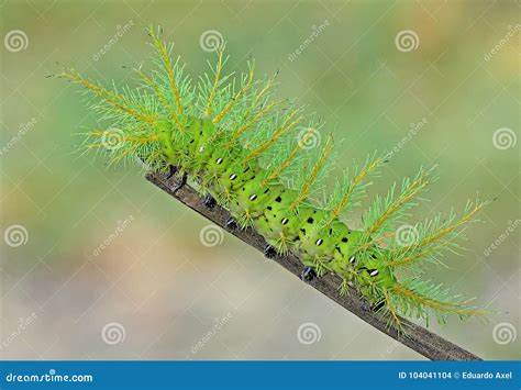 Io moth caterpillar stock photo. Image of defending - 104041104