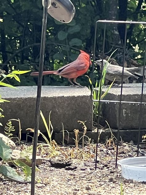 Male Cardinal feeding what kind of baby bird? : r/whatsthisbird