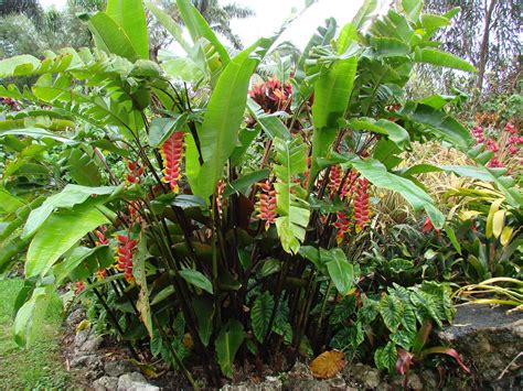 Lobster Claw Plant