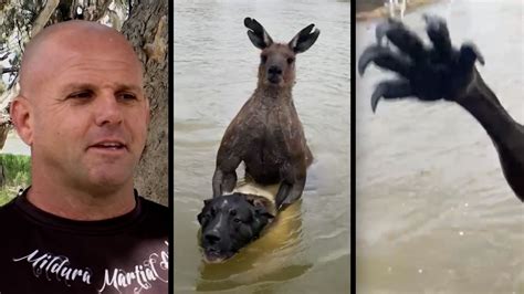 Kangaroo Fight Kangaroos | Bush Heritage Australia