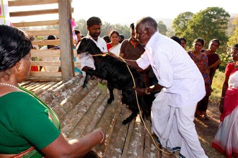 In a Kerala ‘goat village’, Adivasis make sure they get the right price ...