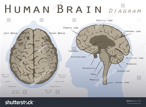 Normal Human Brain 的图像结果