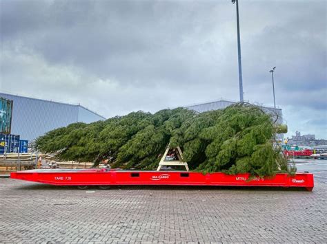 Image result for Novatech Sea Shell