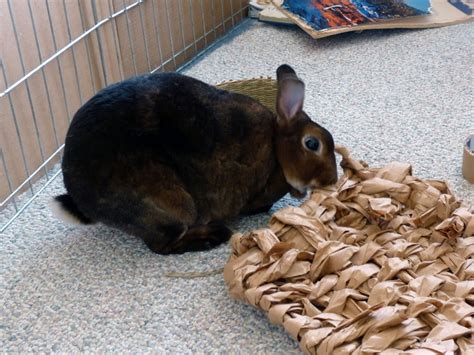 Rabbit Evolution Coin Poop 的图像结果