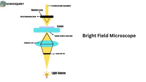 Image result for Compound Brightfield Microscope