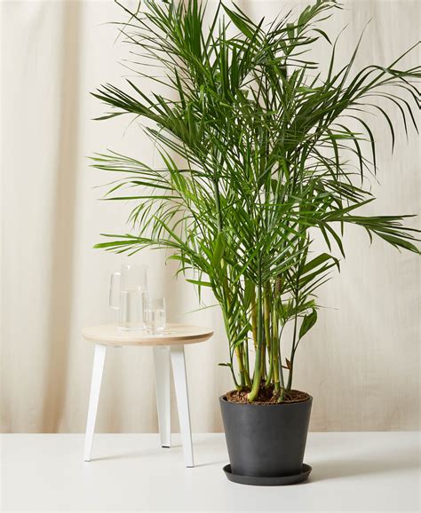Buy Large, Potted Bamboo Palm Indoor Plant | Bloomscape