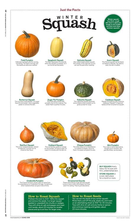 Squash Vegetable