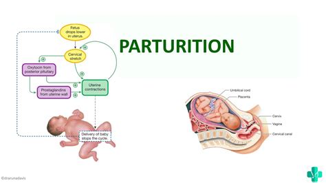Image result for Parturition Class 12