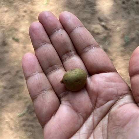 EDEN GARDEN (Auroville) - Cottage Reviews, Photos, Rate Comparison ...