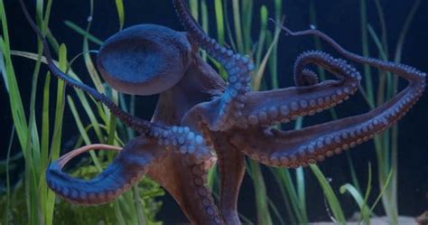 Image result for Octopus Moving