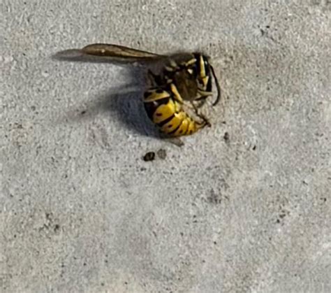 Yellow Jacket Control (if you're searching) : r/pestcontrol