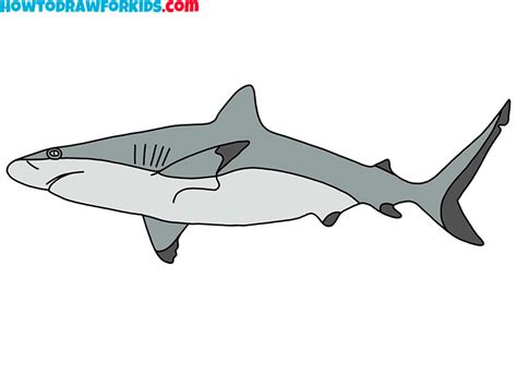 How to Draw a Realistic Shark - Easy Drawing Tutorial For Kids