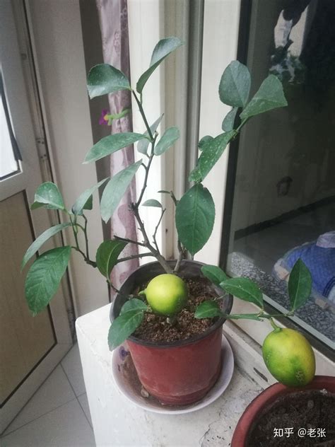 怎样种植柠檬？柠檬种植方法-种植技术-中国花木网