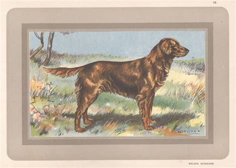 Golden Retriever Hunting Paintings