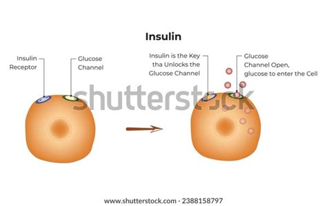 Image result for Insulin Management Algorithm