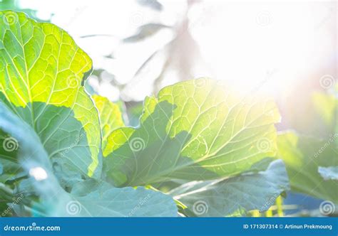 Green Leaves of Vegetable in Garden. Leafy Green Vegetable. Rich Source of Natural Vitamin C and ...