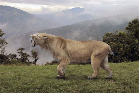 Image result for Extinct Animals Sabertooth Tiger