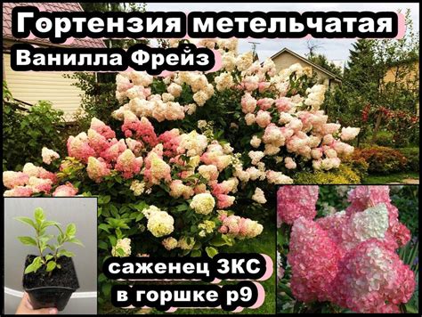 Травянчик Gold Arboretum, Гортензия, Многолетник купить по выгодной ...