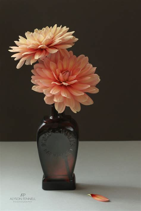 Still Life Photography Flowers 1,600+ Vase China Still Life Flower