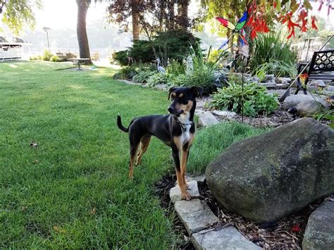 Abused on Indian streets, desi dogs are finding loving homes in the West