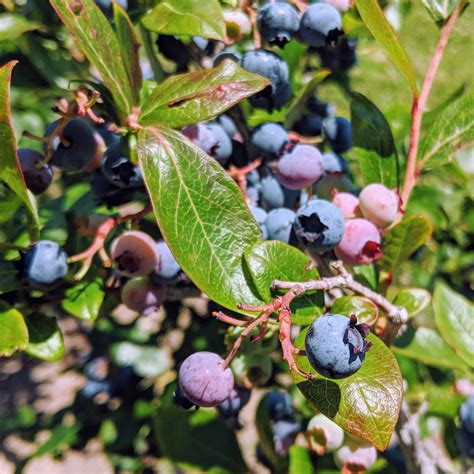Companion Plants That Will Make Your Blueberry Bushes Thrive - ebony ...