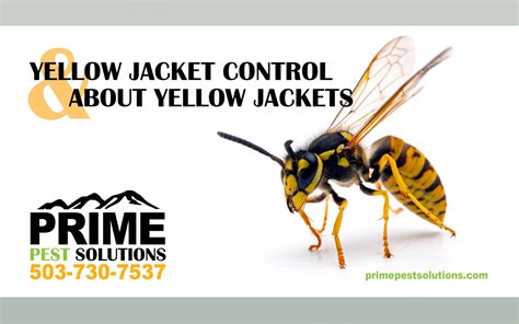 Yellow jacket Control - Prime Pest Solutions