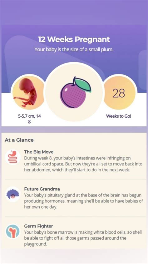 12 week of pregnancy. Your baby is the size of a small plum ...