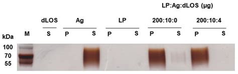 The Effect of a TLR4 Agonist/Cationic Liposome Adjuvant on Varicella ...