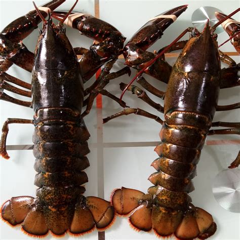 鲜活大龙虾波士顿龙虾青岛海鲜水产澳洲奥龙进口2-10斤