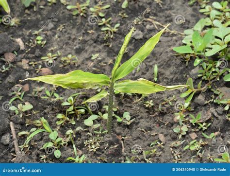 Plant and Grow Ginger, Root Ginger (Zingiber Officinale) in Home Garden Stock Photo - Image of ...