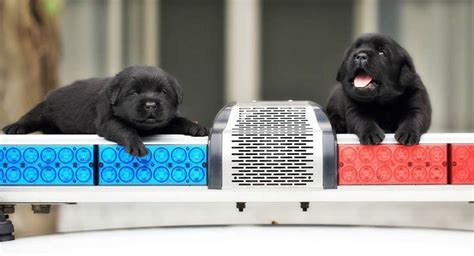 Taiwans Police Forces Newest Recruits