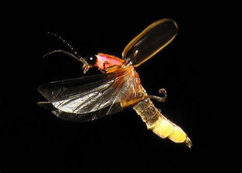firefly bug side view | Firefly, Bugs and insects, Insect photos
