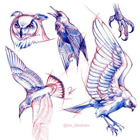 bird drawing anatomy