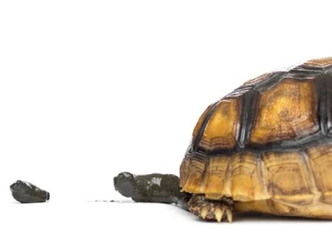 Image result for Softshell Turtle Poop