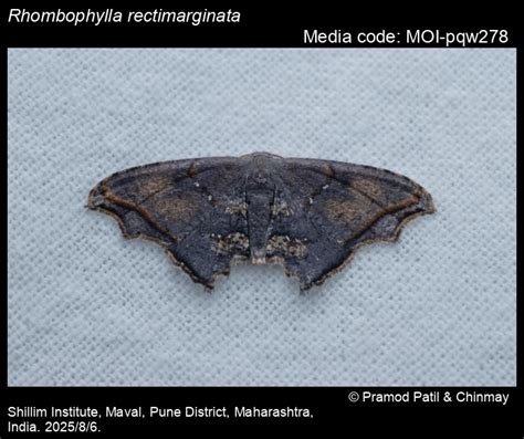 Rhombophylla rectimarginata (Hampson, 1902) - | Moths