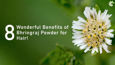 8 Wonderful Benefits of Bhringraj Powder for Hair – minaturewellness