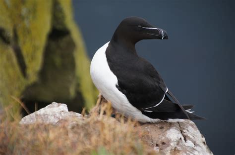 How to Go Birding in Iceland | What's On in Reykjavík