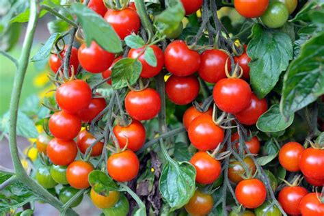 11 Best Fiber-Rich Foods to Treat and Prevent Hemorrhoids (Piles)