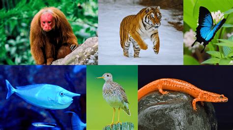 31 Unique Animals That Start With U You Should Know - Richmond Mom