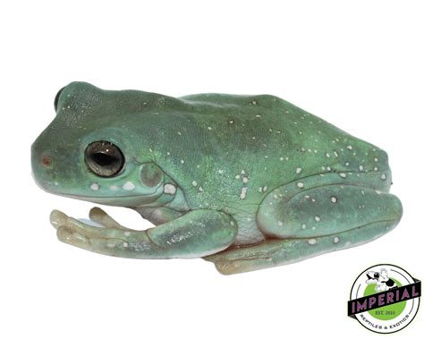 Snowflake Dumpy Tree Frog 的图像结果