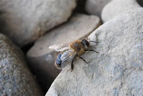 World Bee Day: Why are bees so important? - Twinkl