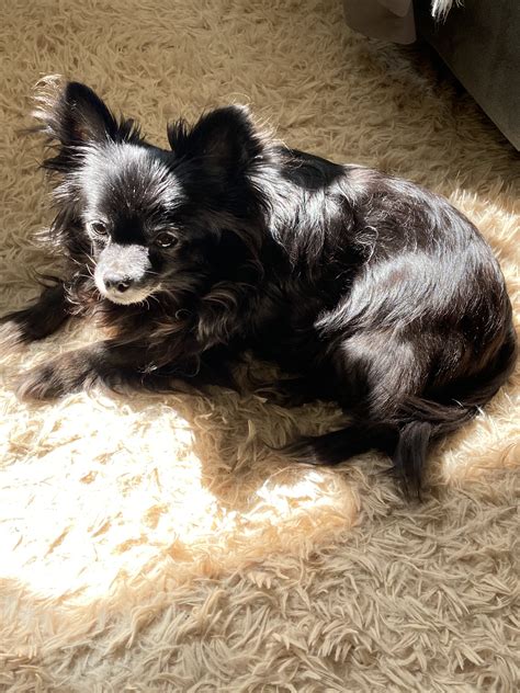 Black Papillon? Is it possible? | Puppy Forum and Dog Forums