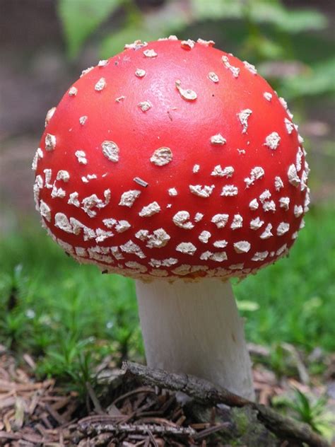 Image result for Mushroom Huge Dataset Classification Python