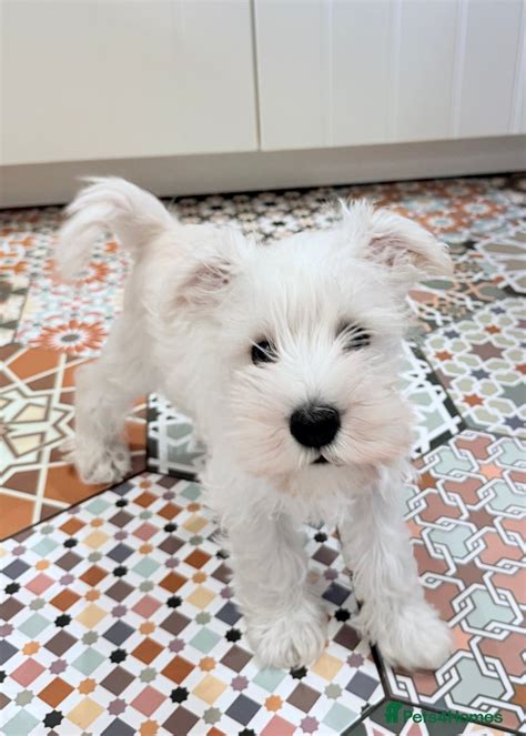White Miniature Schnauzers for sale in Rhyl | Pets4Homes
