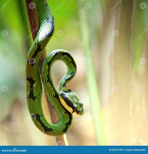 Snake stock photo. Image of reptilia, serpent, asian - 54191798