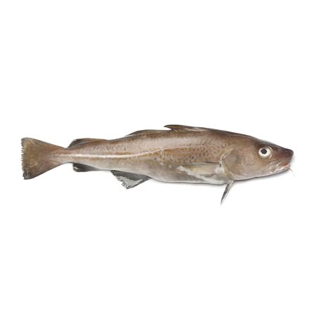 Image result for Fresh Cod Fish