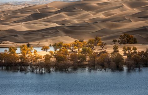 世界最大最美胡杨林，就在新疆！一年只有21天，错过等一年