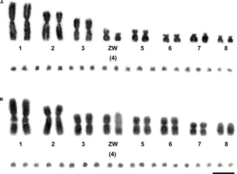 Frontiers | Partial Amniote Sex Chromosomal Linkage Homologies Shared ...