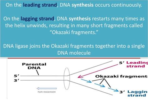 Image result for DNA Replication Class 12